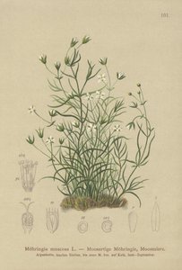 Sabuline mousseuse (Moehringia muscosa, Möhringia muscosa) - German School